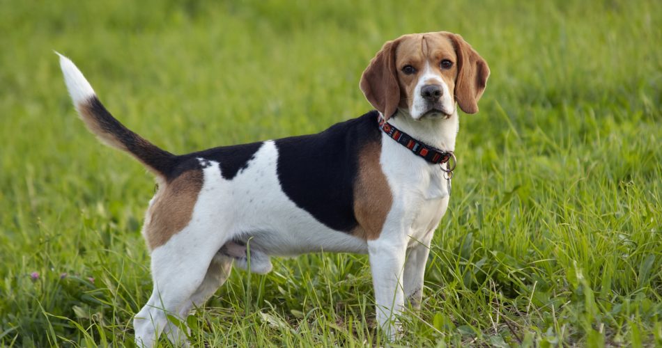 Bígl - Beagle - Foto: Depositphotos