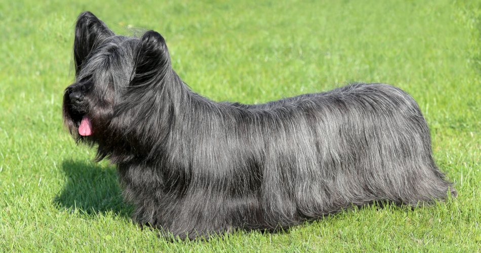 Skye Terrier - Foto: Depositphotos