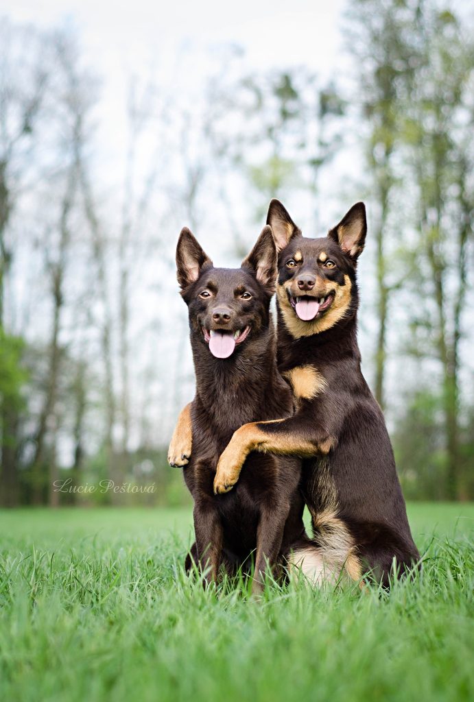 Australská kelpie