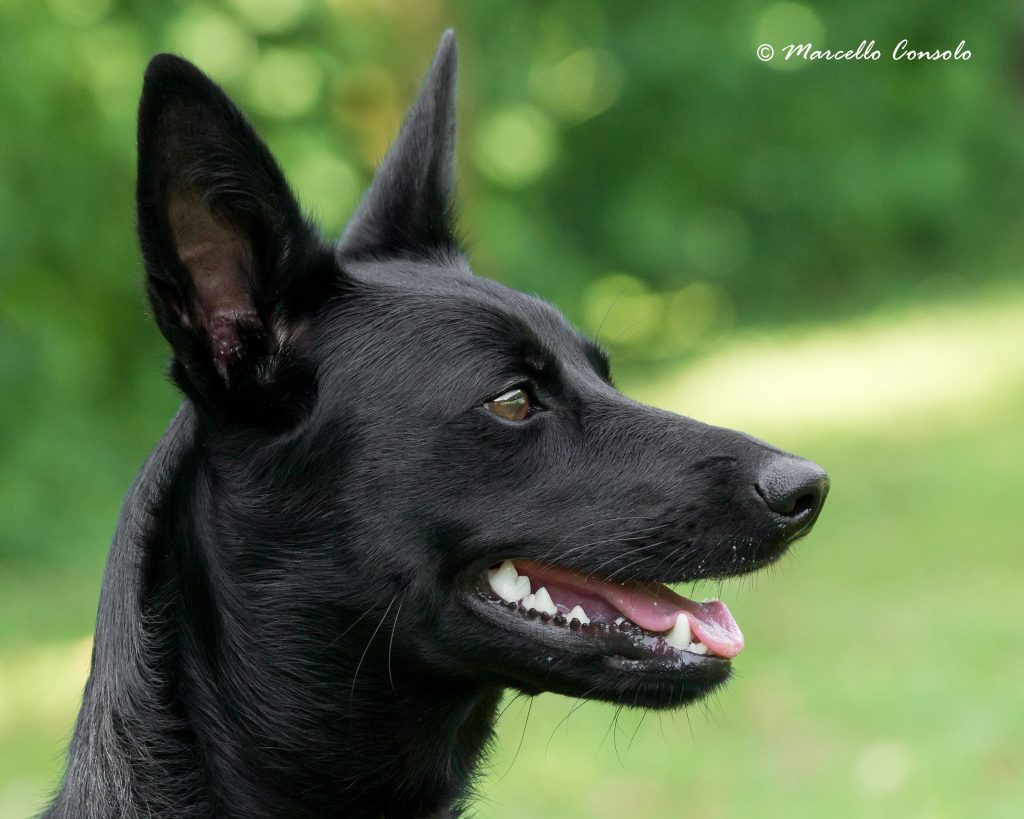 Australská kelpie