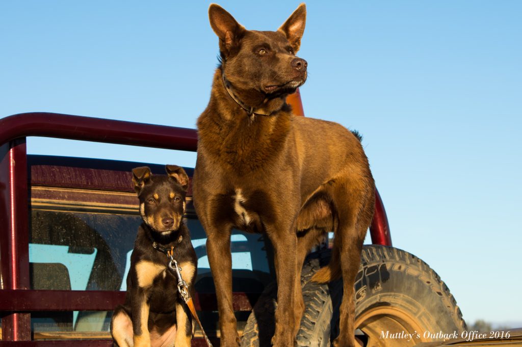 Australská kelpie 